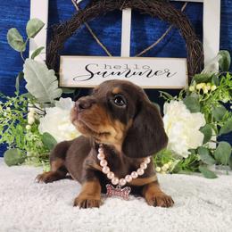 Briley - Brown white and tan female Beagle puppy in Pottersville, Missouri from Lovan's Spring Creek Kennel