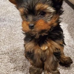 Yorkshire Terriers from Yorkies of Dillsburg