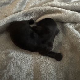 Dachshund Puppies from Dachshund Dad