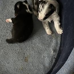 Shetland Sheepdog Puppies from Seascape Shetland Sheepdogs