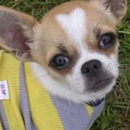 Chihuahuas from Midwest Chihuahuas