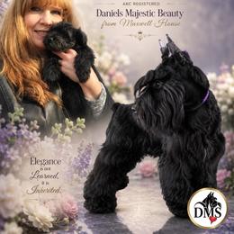 Majesty - Miniature Schnauzer