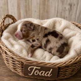 Toad - Red merle male Australian Shepherd puppy in Tyner, Kentucky from Lil’ Town Aussies