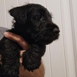 Blue - Male2 - Black male Scottish Terrier puppy in Conroe, Texas from Scotch McLaren Terriers