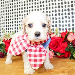 Dane - Buff and white male Cocker Spaniel puppy in Rattan, Oklahoma from Double M Cocker Spaniels