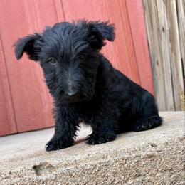 Wallace - Black male Scottish Terrier puppy in Chattanooga, Oklahoma from Lottie Dottie Scottie’s and Papillons