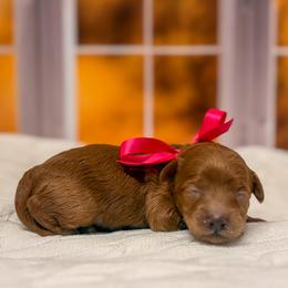Pinkie Pie (Pink Collar) - Apricot female Goldendoodle puppy in Santa Clara, Utah from Desert Dawn Doodles