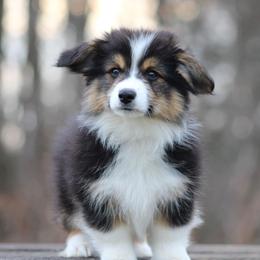 Benjamin - Black and tan male Pembroke Welsh Corgi puppy in South Otselic, New York from Ridge Top Corgis