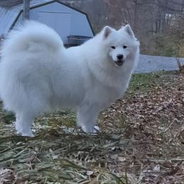 Princess - Samoyed