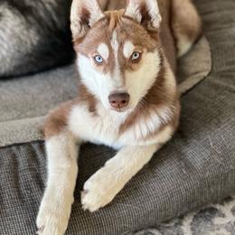 Echo - Red and white female Siberian Husky puppy in Yelm, Washington from KPM Siberians