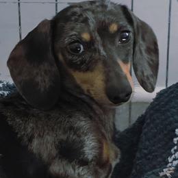 Hailey - Dachshund