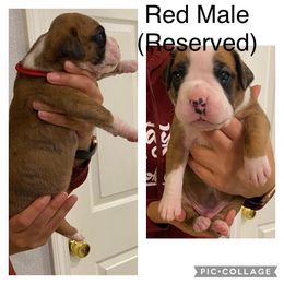 Boy 1 - Boxer puppy in Ruskin, Florida from Zambrano Boxers