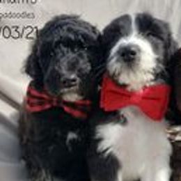 Sheepadoodles from Graham's Sheepadoodles