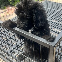Boy 1 - Aussiedoodle puppy in California from David's Aussiedoodles