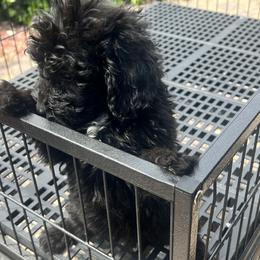 Boy 1 - Aussiedoodle puppy in California from David's Aussiedoodles