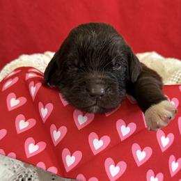 Dottie - White and brown female Newfoundland puppy in Goodhue, Minnesota from Claypits Newfoundlands