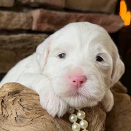 Pearl (Purple Collar) - Chalk female Australian Labradoodle puppy in Mount Gilead, North Carolina from Tillery Labradoodles