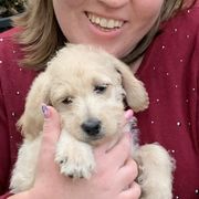 Double Doodle Puppies from Riverside Doodles in Seattle (double doodles)
