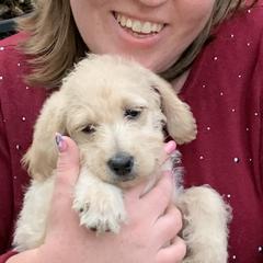 Double Doodle Puppies from Riverside Doodles in Seattle (double doodles)
