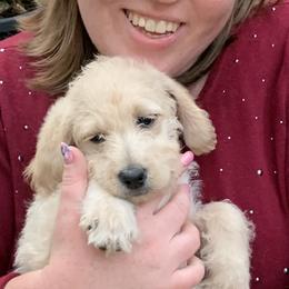 Double Doodle Puppies from Riverside Doodles in Seattle (double doodles)