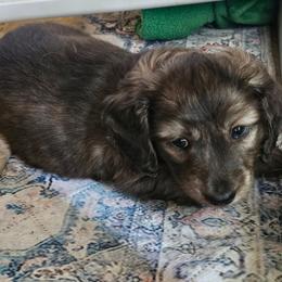 Rider - Brindle male Dachshund puppy in Lebanon, Oregon from Willow Moons Dachshunds