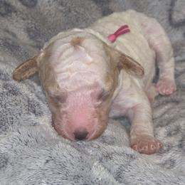 Pink - female Poodle puppy in Griswold, Connecticut from Flatrock Kennels of CT