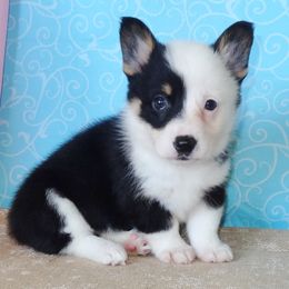 Australian Cattle Dog and Pembroke Welsh Corgi Puppies from Heelers in Texas