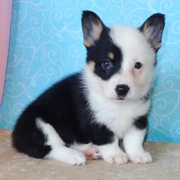 Australian Cattle Dog and Pembroke Welsh Corgi Puppies from Heelers in Texas