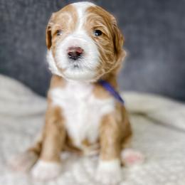 Seahorse - Apricot female Goldendoodle puppy in Garden Grove, California from Sunkissed Doodles
