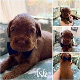 Ash - Caramel red male Australian Labradoodle puppy in Summerfield, North Carolina from Four Oaks Labradoodles