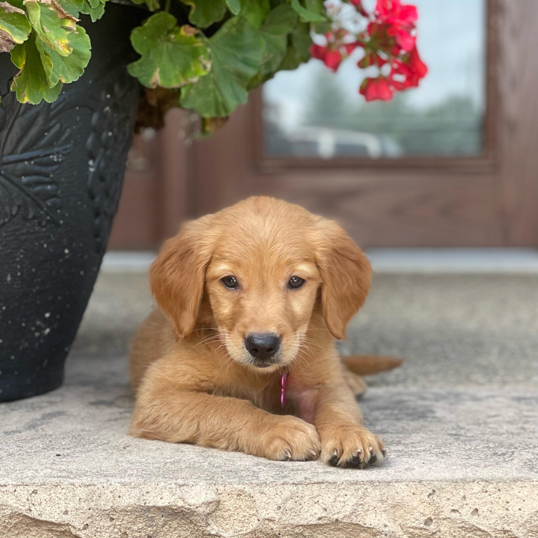 Sunnyside Meadows Goldens in Indiana Golden Retriever puppies Good Dog