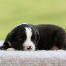 Shuffle - Black tri male Miniature Australian Shepherd puppy in Prague, Oklahoma from Clay Creek Aussies