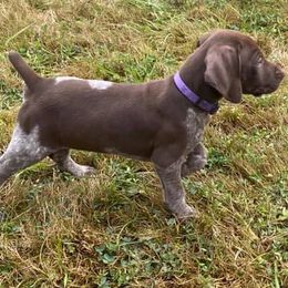 LASSEN - German Shorthaired Pointer puppy in Onalaska, Washington from Boonies Farms