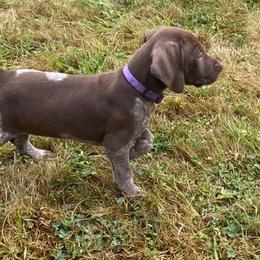 LASSEN - German Shorthaired Pointer puppy in Onalaska, Washington from Boonies Farms