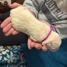 Hot Pink Collar - Yellow female Labrador Retriever puppy in Archer Lodge, North Carolina from Archer Lodge Labradors