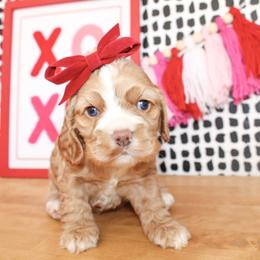 Luna - Red female Cocker Spaniel puppy in Rattan, Oklahoma from Double M Cocker Spaniels