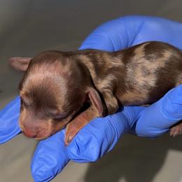 Crescent - Chocolate and tan female Dachshund puppy in Homosassa, Florida from SAN’S Dachshunds