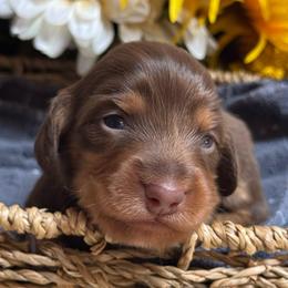 Cider - Chocolate and tan male Dachshund puppy in Fayetteville, West Virginia from Loop Creek Dachshunds
