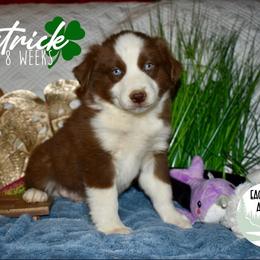Patrick - Red tri male Miniature Australian Shepherd puppy in California from Eagle River Aussies