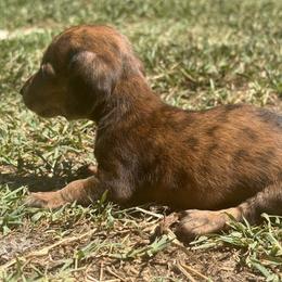 CKC  SMALL DAPPLE BRINDLE SMOOTH COAT - Dapple female Dachshund puppy in Anderson, California from Golden Paws Dachshunds