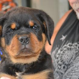 BLUE COLLAR MALE - Black and mahogany male Rottweiler puppy in Dawson Springs, Kentucky from Lakeview Rottweilers