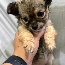 Vanellope - Black sabled fawn female Chihuahua puppy in Sherwood, Arkansas from Bartelt Breeders