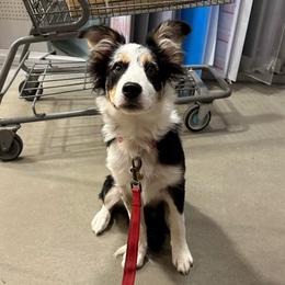 Fancy - Border Collie
