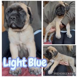 Light Blue - Fawn female Mastiff puppy in Jonesville, South Carolina from Sunrise Mastiffs