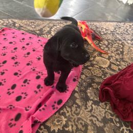 Girl 1- first pick black female - Black female Labrador Retriever puppy in Isanti, Minnesota from Four Corners Family Labs