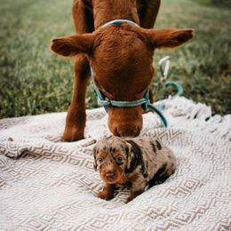 Dachshund Puppies from Foster’s Dachshunds