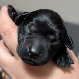 Male Puppy Spot - Black male Labrador Retriever puppy in Millville, New Jersey from Puzzles Labradors