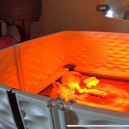 Pink - White female West Highland White Terrier puppy in Bessemer City, North Carolina from JJs Puppies of the Carolinas