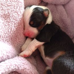 Australian Shepherd Puppies from Sakari Australian Shepherds