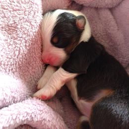 Australian Shepherd Puppies from Sakari Australian Shepherds
